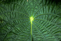 Bodhi Tree